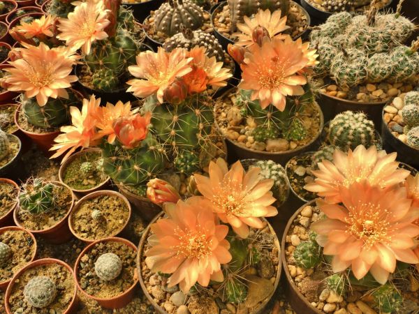 Gymnocalycium austriagold